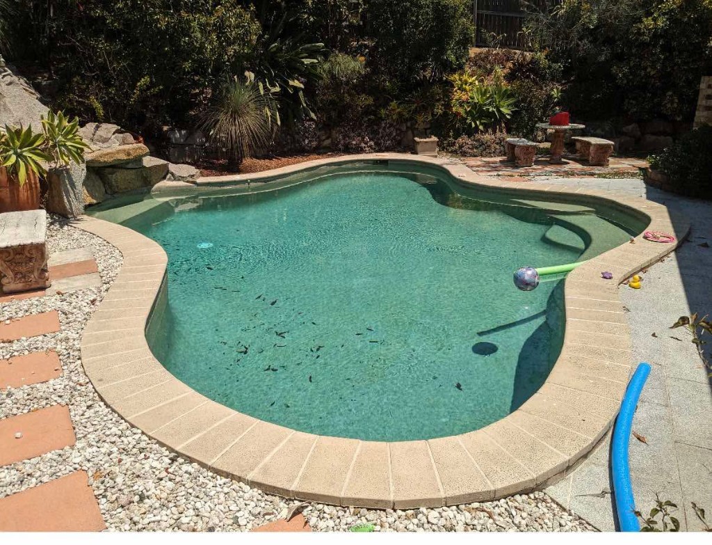 Freeform pool before — murky with debris